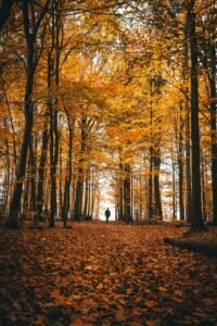 automne- apaiser vata